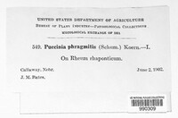 Puccinia phragmitis image